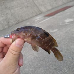 根魚狙い